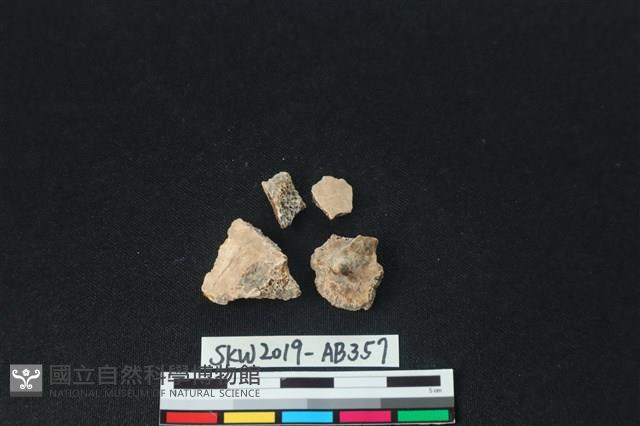 獸骨藏品圖，第1張