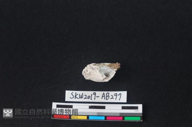 獸骨藏品圖，第1張