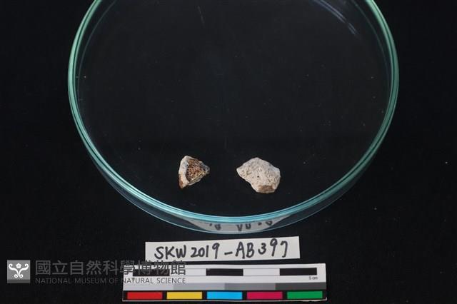 獸骨藏品圖，第1張