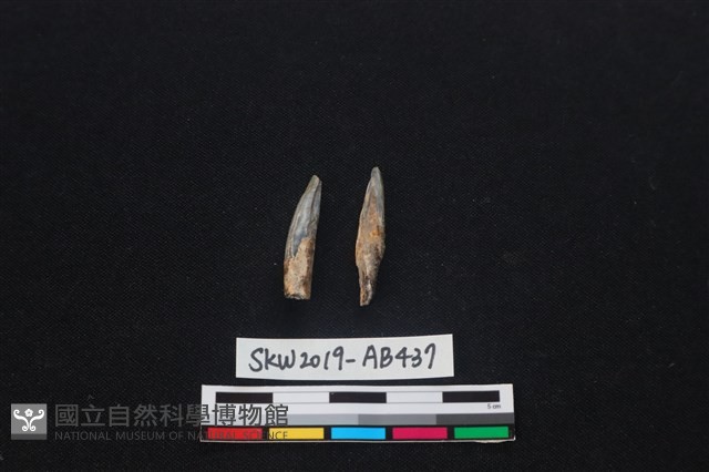 獸骨藏品圖，第1張