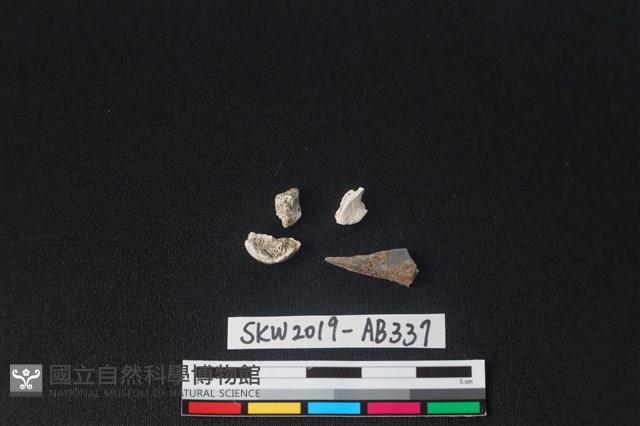 獸骨藏品圖，第1張