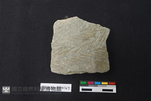 陶片藏品圖，第1張