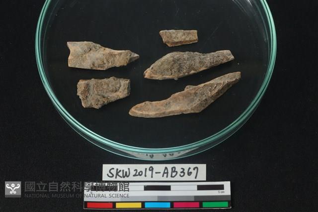 獸骨藏品圖，第1張