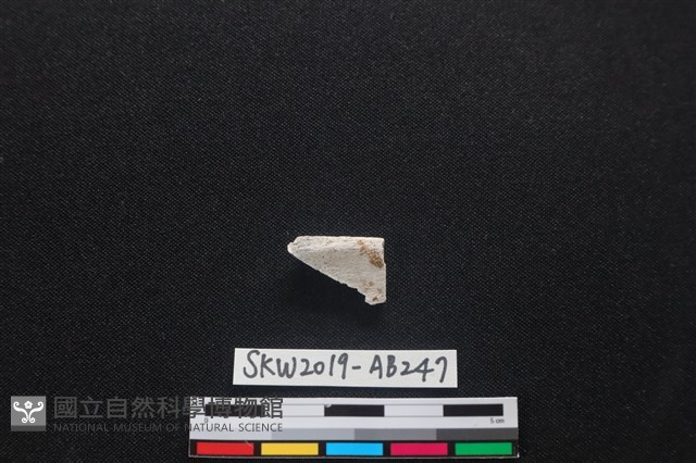 獸骨藏品圖，第1張