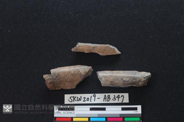 獸骨藏品圖，第1張