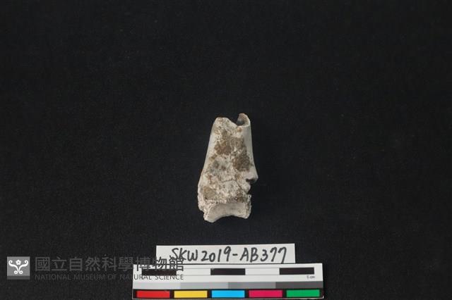 獸骨藏品圖，第1張