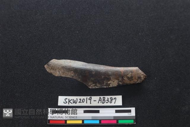 獸骨藏品圖，第1張