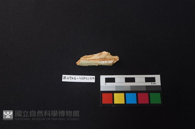 陶片藏品圖，第1張