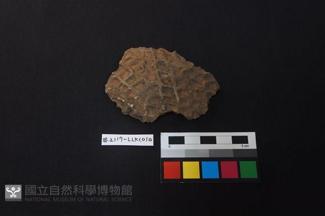 陶片藏品圖，第1張