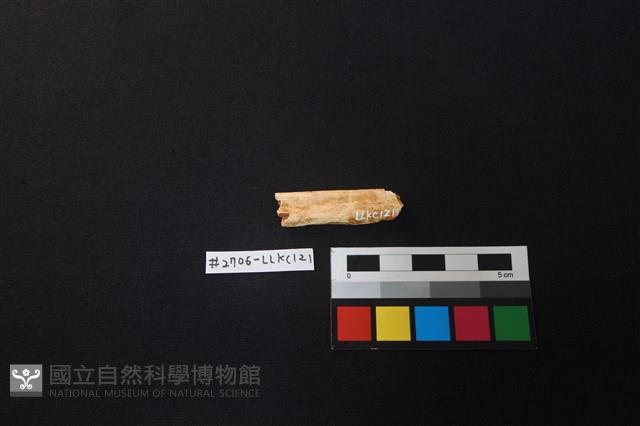 陶片藏品圖，第1張