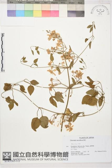 圓錐鐵線蓮藏品圖，第1張