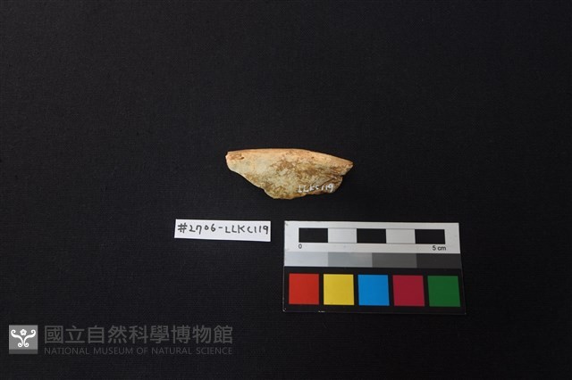 陶片藏品圖，第1張