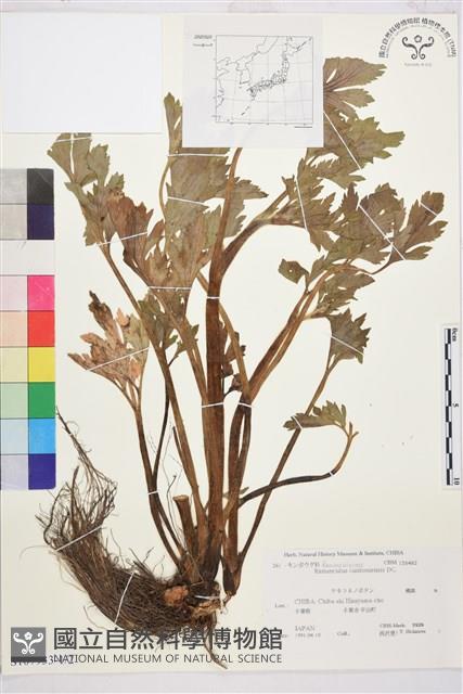 水辣菜、禺毛茛藏品圖，第1張