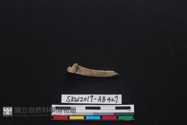魚骨藏品圖，第1張
