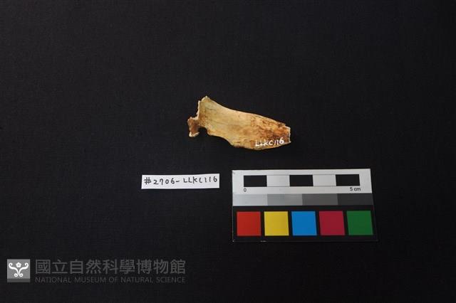 Accession Number:LLKC116 Collection Image, Figure 1, Total 2 Figures