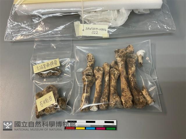 人骨藏品圖，第1張