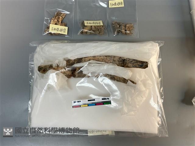 人骨藏品圖，第1張