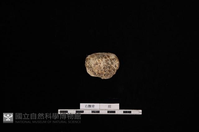 人骨藏品圖，第1張