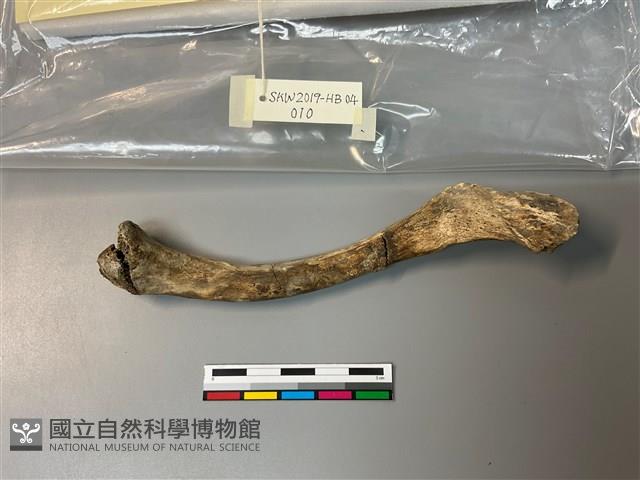 人骨藏品圖，第1張