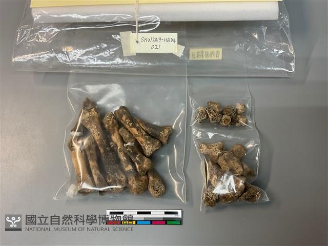 人骨藏品圖，第1張