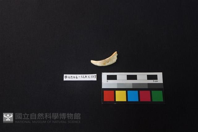 陶片藏品圖，第1張