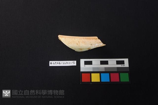 陶片藏品圖，第1張