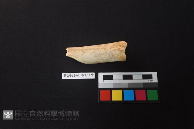 陶片藏品圖，第1張