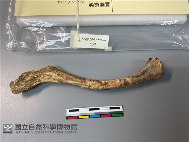 人骨藏品圖，第1張