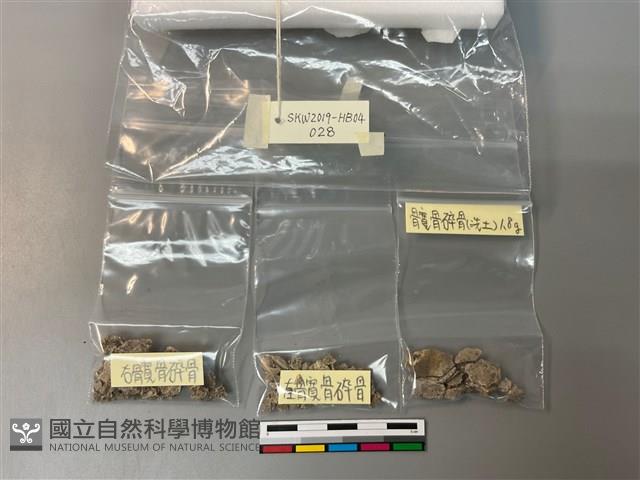 人骨藏品圖，第1張