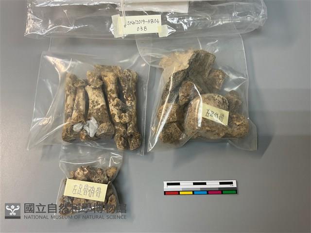 人骨藏品圖，第1張