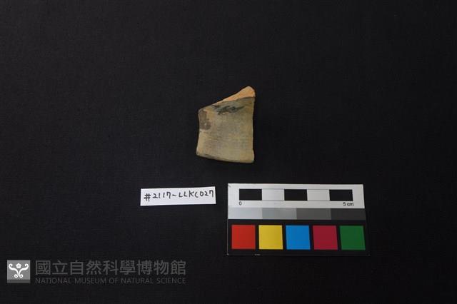 陶片藏品圖，第1張