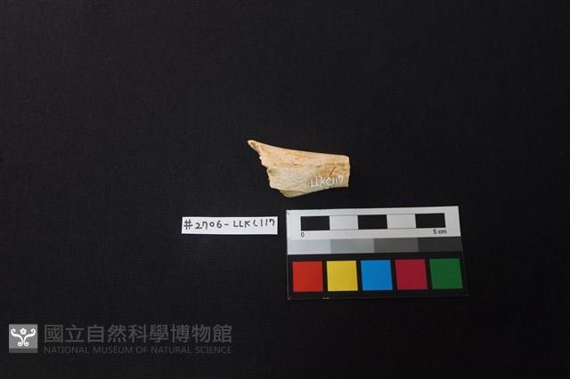 Accession Number:LLKC117 Collection Image, Figure 1, Total 2 Figures