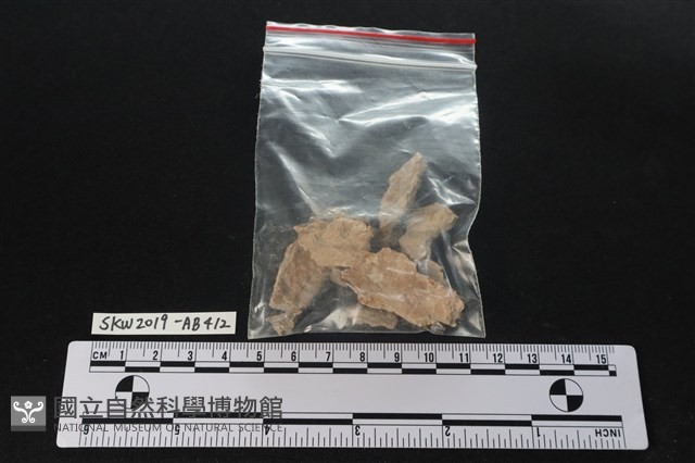 臺灣野豬(特)藏品圖，第5張