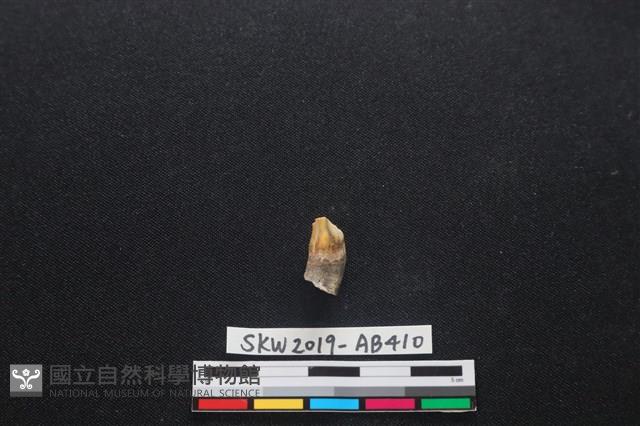 家犬藏品圖，第5張