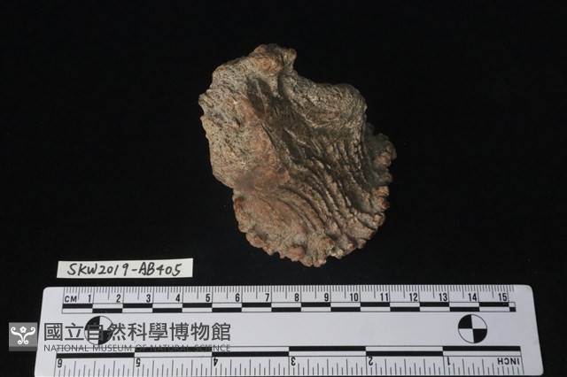 獸骨藏品圖，第5張