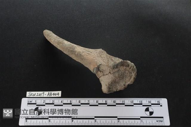 獸骨藏品圖，第5張