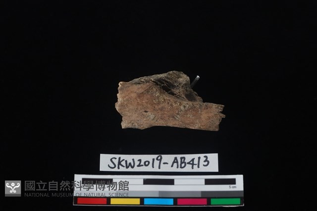 獸骨藏品圖，第5張