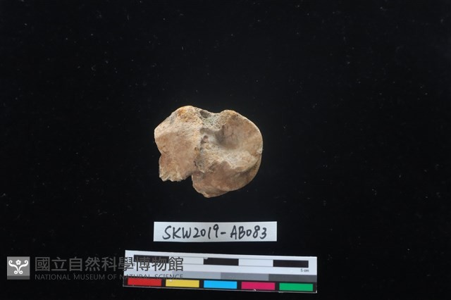 獸骨藏品圖，第5張
