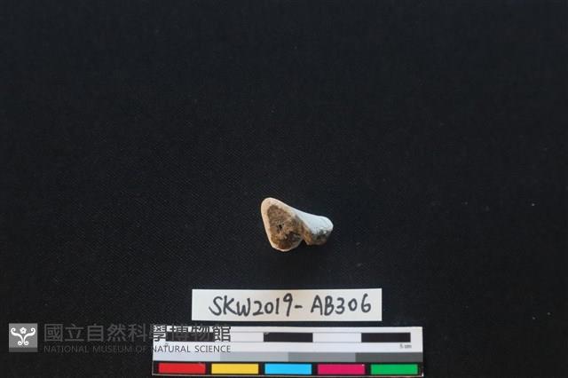 獸骨藏品圖，第3張