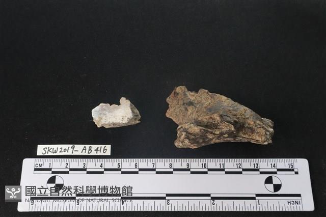 臺灣野豬(特)藏品圖，第3張