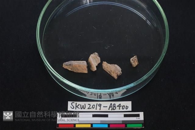 獸骨藏品圖，第3張