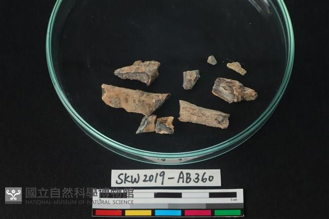 獸骨藏品圖，第3張