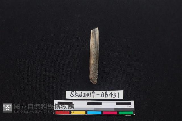 獸骨藏品圖，第3張