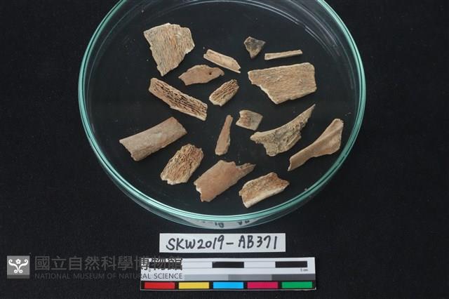 獸骨藏品圖，第3張