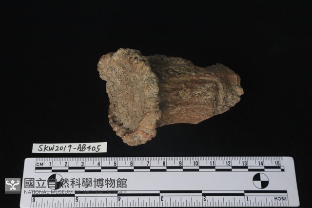 獸骨藏品圖，第3張