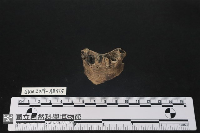 臺灣野豬(特)藏品圖，第3張