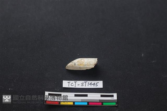 錛鑿形器藏品圖，第3張