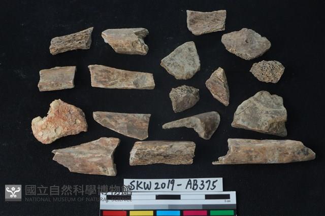 獸骨藏品圖，第3張