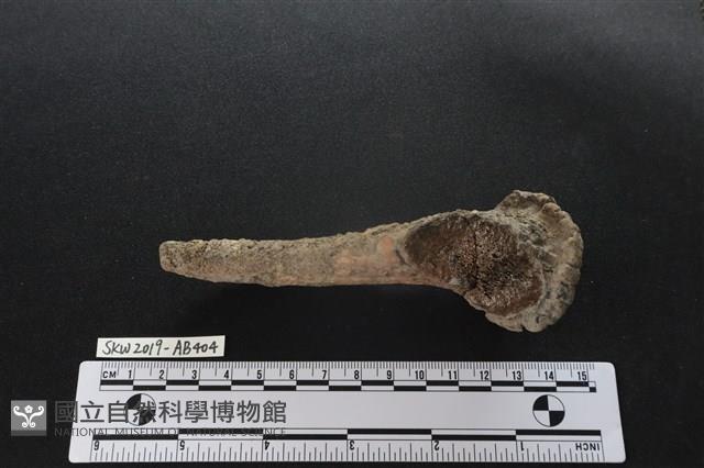 獸骨藏品圖，第3張