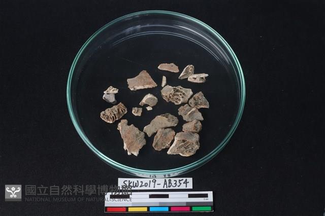 獸骨藏品圖，第3張